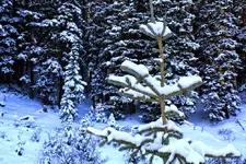 snow1.webp