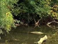 sunken wood garden.webp