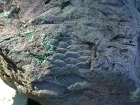 Snake Fossil.webp