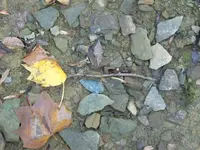 Insitu_10_18_09.webp