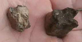 bi tooth 004.webp