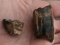 bi tooth 003.webp