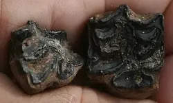bi tooth 001.webp