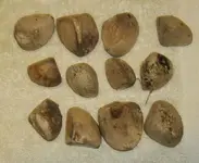 crabwood seeds.webp