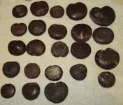 sea hearts.webp