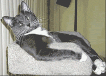 CoolCat.gif