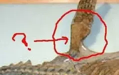 plesiosaur-lg (12).webp