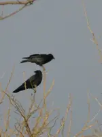110809 167.webp