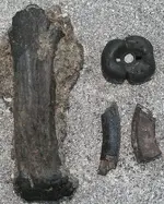 boltfossil 005.webp
