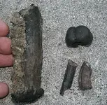 boltfossil 006.webp