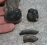 boltfossil 007.webp