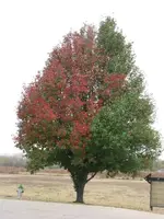110809 095.webp