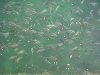Fish.webp