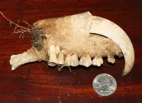 teeth.webp