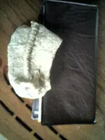fossil.webp