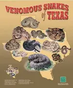 poster.webp