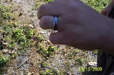 Eddie\'s ring.webp