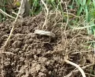 dirt ring.webp