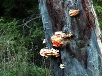 shelf fungus.webp