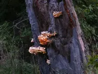 shelf fungus 2..webp