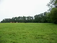 Relic field.webp