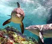 dolphin.webp
