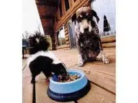 kksidi-0607skunk.webp