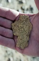 nuggetbigfoot.webp