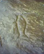 Fish.webp