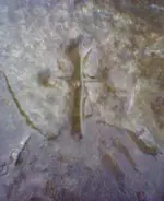 cross.webp