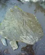 rock.webp