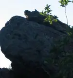 pig.webp