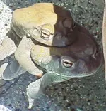 amplexus.webp