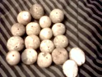 eggs.webp