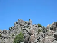 bird.webp
