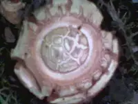 whatisit.webp