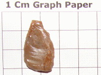 NG2.GIF