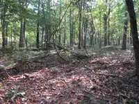 Site242grapevines.webp