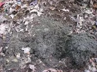 LargeCentSite242.webp