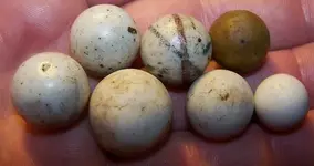 10-09 marble finds.webp