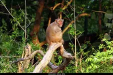 Rhesus%20Monkey.webp