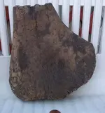 plesiosaur paddle bone.webp
