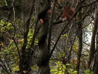 twisted trunk.webp