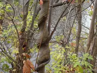 twisted trunk 2.webp