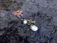 reflections of seasons past.webp
