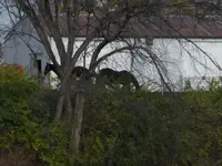 police horses by the lake.webp