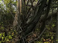 dead wood.webp