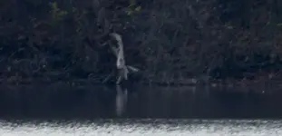 faux heron.webp