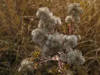fuzzy seed heads.webp