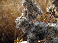 fuzzies in macro.webp